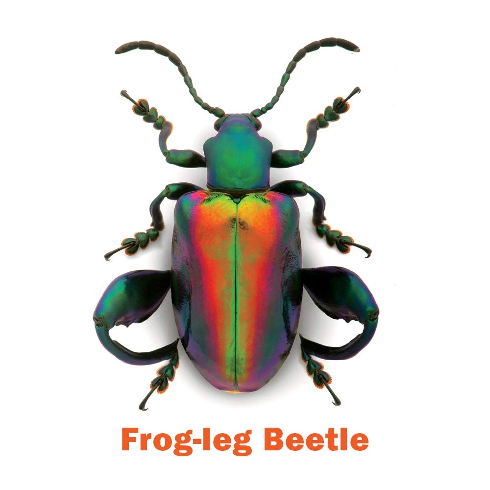 Incredible Insects Memory Game 4 Incredible Insects Memory Game - Image 2