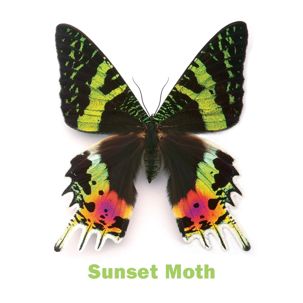 Incredible Insects Memory Game 5 Incredible Insects Memory Game - Image 3