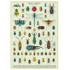 Vintage-style Poster - Bugs & Insects -Baby Products Store Cavallini CoBugsandInsectsPoster TheSmallFolk