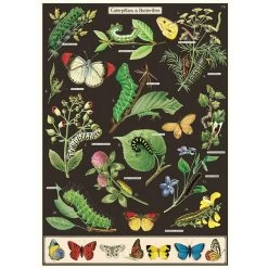 Vintage-style Poster - Caterpillars & Butterflies