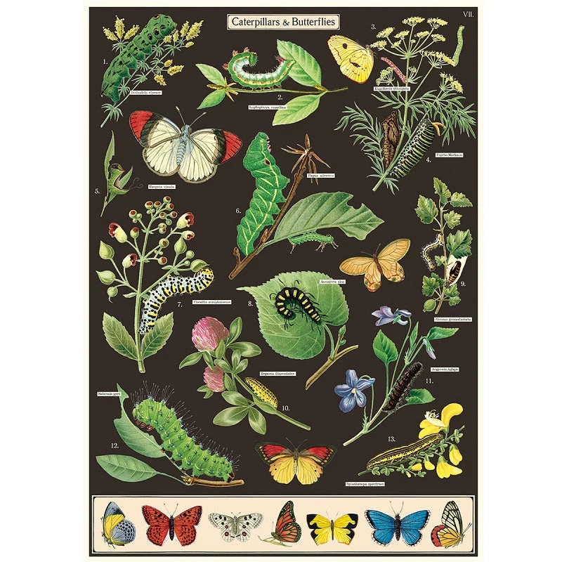 Vintage-style Poster - Caterpillars & Butterflies 3 Vintage-style Poster - Caterpillars & Butterflies