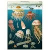 Vintage-style Poster - Jellyfish -Baby Products Store Cavallini CoJellyfishPoster TheSmallFolk