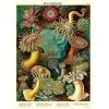 Vintage-style Poster - Sea Anemone -Baby Products Store Cavallini CoSeaAnemonePoster TheSmallFolk