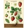 Vintage-style Poster - Strawberry 1 Vintage-style Poster - Strawberry -Baby Products Store Cavallini CoStrawberryPoster TheSmallFolk