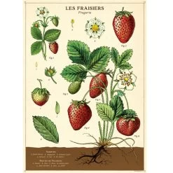 Vintage-style Poster - Strawberry