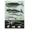 Vintage-style Poster - Whales 1 Vintage-style Poster - Whales -Baby Products Store Cavallini CoWhalePoster TheSmallFolk