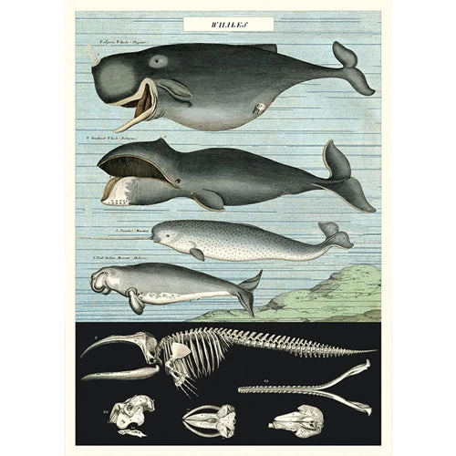 Vintage-style Poster - Whales 3 Vintage-style Poster - Whales