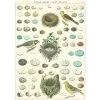 Vintage-style Poster - Birds And Nests -Baby Products Store Cavallini Co Birds and Nests Poster The Small Folk