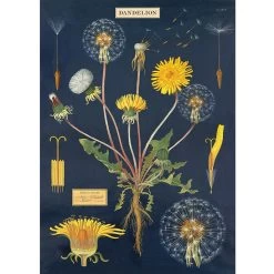Vintage-style Poster - Dandelion