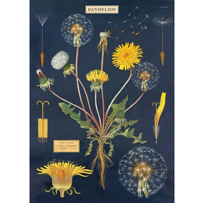 Vintage-style Poster - Dandelion 3 Vintage-style Poster - Dandelion
