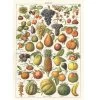 Vintage-style Poster - Fruit -Baby Products Store Cavallini Co Fruit Poster The Small Folk