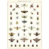 Vintage-style Poster - Insect -Baby Products Store Cavallini Co Insect Poster The Small Folk