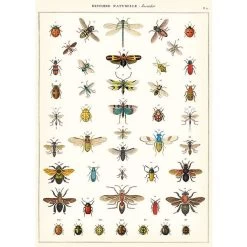 Vintage-style Poster - Insect