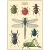 Vintage-style Poster - Insects -Baby Products Store Cavallini Co Insects Poster The Small Folk