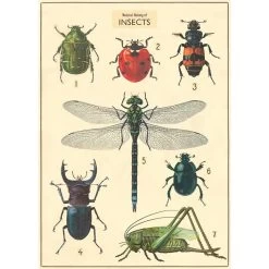 Vintage-style Poster - Insects