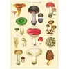 Vintage-style Poster - Mushrooms 1 Vintage-style Poster - Mushrooms -Baby Products Store Cavallini Co Mushrooms Poster The Small Folk