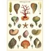 Vintage-style Poster - Shells -Baby Products Store Cavallini Co Shell Poster The Small Folk