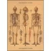Vintage-style Poster - Skeleton -Baby Products Store Cavallini Co Skeleton Poster The Small Folk