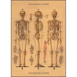 Vintage-style Poster - Skeleton