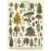 Vintage-style Poster - Trees 1 Vintage-style Poster - Trees -Baby Products Store Cavallini Co Tree Poster The Small Folk