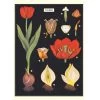 Vintage-style Poster - Tulip -Baby Products Store Cavallini Co Tulip Poster The Small Folk