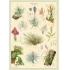 Vintage-style Poster - Air Plants -Baby Products Store Cavallini Poster Air Plants The Small Folk