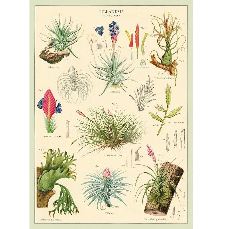 Vintage-style Poster - Air Plants 3 Vintage-style Poster - Air Plants
