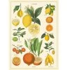 Vintage-style Poster - Citrus 1 Vintage-style Poster - Citrus -Baby Products Store Cavallini Poster Citrus The Small Folk