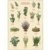 Vintage-style Poster - Herbs -Baby Products Store Cavallini Poster Herbs The Small Folk