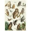 Vintage-style Poster - Owls 2 Vintage-style Poster - Owls -Baby Products Store Cavallini Poster Owls The Small Folk