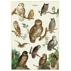 Vintage-style Poster - Owls