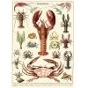 Vintage-style Poster - Crustaceans 2 Vintage-style Poster - Crustaceans -Baby Products Store Crustacean Poster The Small Folk