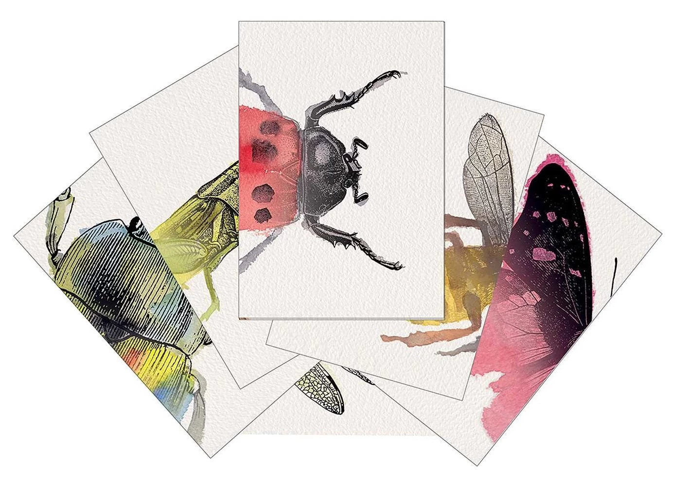 Heads And Tails Insect Match-it Cards 4 Heads And Tails Insect Match-it Cards - Image 2