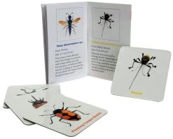 Incredible Insects Memory Game 11 Incredible Insects Memory Game -Baby Products Store IncredibleInsectsMemoryGame2 TheSmallFolk